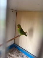Taranta koppel en broedkooien, Dieren en Toebehoren, Meerdere dieren, Parkiet, Geringd