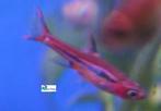 Chili Rasbora, Vis, Zoetwatervis, Schoolvis