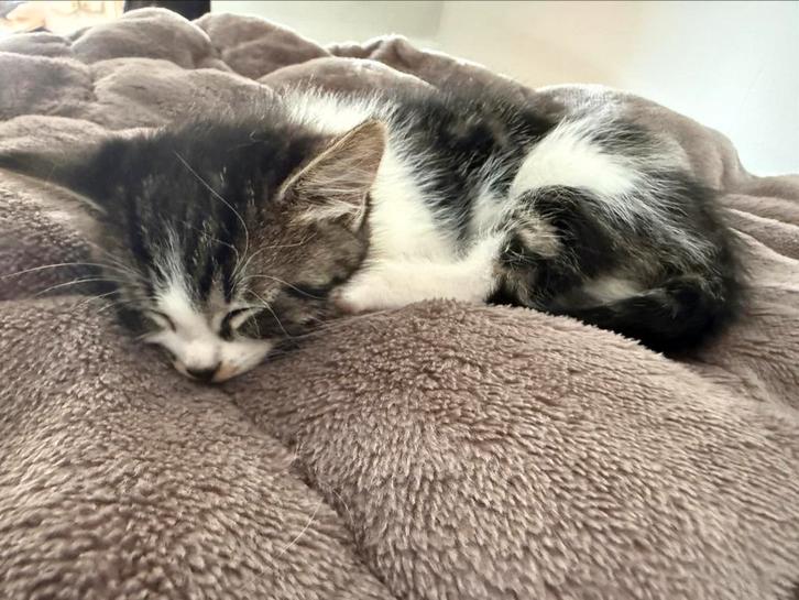 Siberische boskat & kruising Noorse boskat, Dieren en Toebehoren, Katten en Kittens | Raskatten | Langhaar, Meerdere dieren, Ontwormd