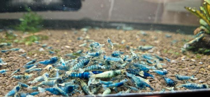 Caridina blauwe Taitibee's, Dieren en Toebehoren, Vissen | Aquariumvissen, Zoetwatervis, Kreeft, Krab of Garnaal, Schoolvis