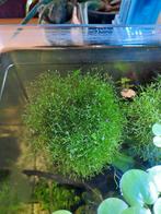 Watervorkje, Dieren en Toebehoren, Vissen | Aquaria en Toebehoren, Ophalen of Verzenden, Zo goed als nieuw, Plant(en), Steen of Hout