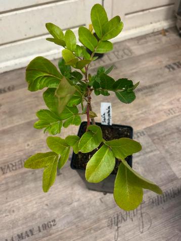 Schotia brachypetala/ huilende boerenboon beschikbaar voor biedingen
