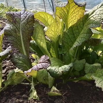 Uit de biologische moestuin: Amsoy, sla, zaden beschikbaar voor biedingen
