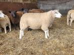 Dek rammen, Dieren en Toebehoren, Schapen, Geiten en Varkens, Mannelijk, Schaap, 0 tot 2 jaar