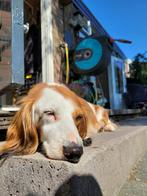 Lieve mooie langharige stand. teckel teefje zoekt nw.mandje, Dieren en Toebehoren, Honden | Teckels en Dashonden, 6 jaar of ouder
