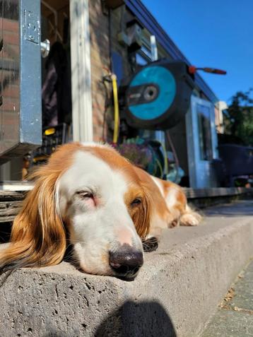 Lieve mooie langharige stand. teckel teefje zoekt nw.mandje beschikbaar voor biedingen