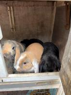 Jonge tamme konijntjes, Meerdere dieren, Dwerg, Hangoor, 0 tot 2 jaar