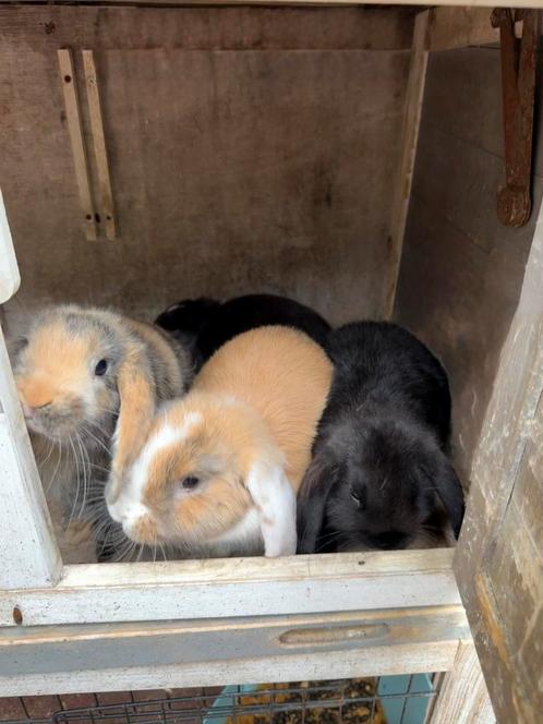 Jonge tamme konijntjes, Dieren en Toebehoren, Konijnen, Dwerg, Meerdere dieren, 0 tot 2 jaar, Hangoor