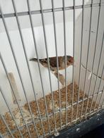 Kanarie x putter, Dieren en Toebehoren, Vogels | Overige Vogels, Mannelijk, Wildzangvogel, Geringd