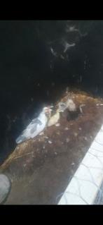 muskus eend met 7 kuikens, Dieren en Toebehoren, Pluimvee, Meerdere dieren, Eend