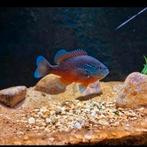 Lepomis marginatus RED., Dieren en Toebehoren, Vissen | Vijvervissen, Baars of Goudwinde