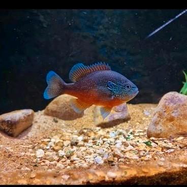 Lepomis marginatus RED., Dieren en Toebehoren, Vissen | Vijvervissen, Baars of Goudwinde