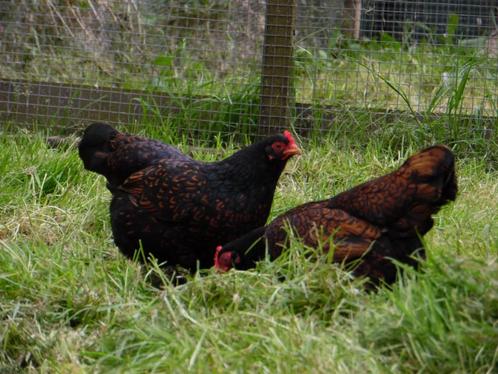 Barnevelder krielen | Jonge kippen | Passend advies!, Dieren en Toebehoren, Pluimvee, Kip, Meerdere dieren