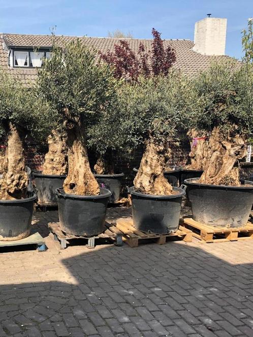 KORTING: MINSTENS 10% KORTING OP AL ONZE OLIJFBOMEN, Tuin en Terras, Planten | Bomen, Olijfboom, 100 tot 250 cm, Halfschaduw, Zomer