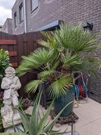 Europese palm, Ophalen, Gebruikt