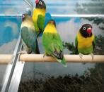 Agapornissen diverse soorten., Meerdere dieren, Dwergpapegaai of Agapornis