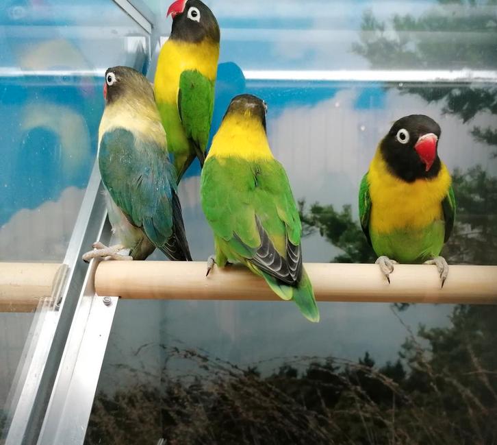 Agapornissen diverse soorten., Dieren en Toebehoren, Vogels | Parkieten en Papegaaien, Dwergpapegaai of Agapornis, Meerdere dieren