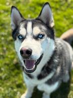 Husky 2,5 jaar, 1 tot 2 jaar, Eén hond, Nederland, Particulier