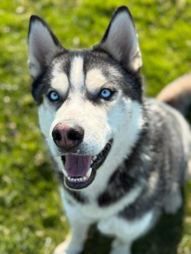 Husky 2,5 jaar, Dieren en Toebehoren, Honden | Poolhonden, Keeshonden en Oertypen, Reu, Overige rassen, Particulier, Eén hond