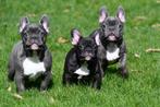 Franse Bulldog pups te koop, Dieren en Toebehoren, Rabiës (hondsdolheid), Meerdere, Bulldog, Meerdere dieren