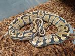 Python Regius fire yb/asphalt 0.1, Slang