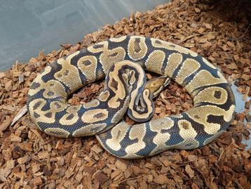 Python Regius fire yb/asphalt 0.1 beschikbaar voor biedingen