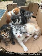 Maine coon kruising, Meerdere dieren