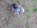 Kriel kippen te koop, Dieren en Toebehoren, Vogels | Overige Vogels, Vrouwelijk