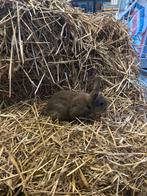 Jonge konijnen, Dieren en Toebehoren, Konijnen, Meerdere dieren
