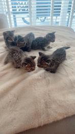 Brits korthaar x bengaal kittens, Dieren en Toebehoren, Katten en Kittens | Raskatten | Korthaar