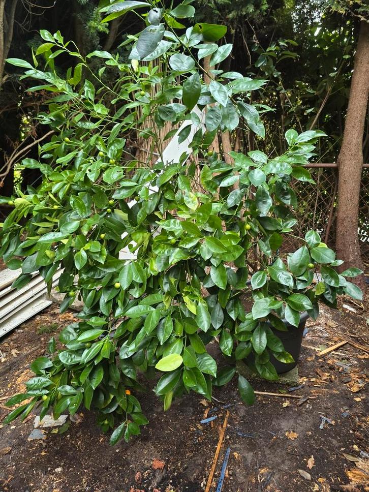 Manderijn in  pot - Prachtige aanwinst!, Tuin en Terras, Planten | Bomen, 100 tot 250 cm, Volle zon, Lente, In pot, Ophalen