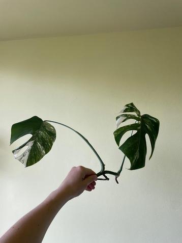 (5) Monstera Variegata – Gewortelde stek met nieuwe scheut beschikbaar voor biedingen