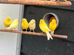 Te koop 8 jonge kanaries, Meerdere dieren, Kleurkanarie