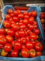 Tomaten midi €1,50 per kilo, Ophalen of Verzenden