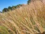 Calamagrostis Karl Foerster Struisriet, Tuin en Terras, Planten | Tuinplanten, Halfschaduw, Zomer, Ophalen of Verzenden