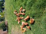 Kippen, Dieren en Toebehoren, Pluimvee, Vrouwelijk, Kip