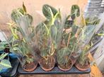 Philodendron melanochrysum, Overige soorten, Minder dan 100 cm, Ophalen of Verzenden, Halfschaduw