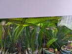 Guppen, Dieren en Toebehoren, Vissen | Aquariumvissen, Vis