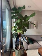 Te koop: Ficus Lyrata (vioolbladplant of tabaksplant) 170 cm, Huis en Inrichting, Ophalen, Ficus, 150 tot 200 cm, Volle zon
