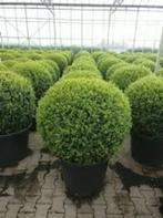 Ilex Bolvorm in pot 45-50 cm, Ophalen, Hulst, Minder dan 100 cm