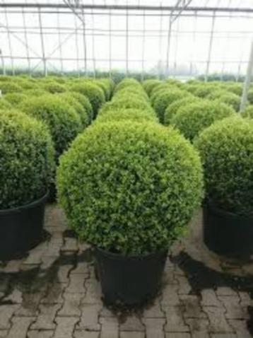 Ilex Bolvorm in pot 45-50 cm beschikbaar voor biedingen