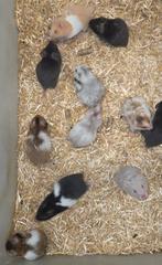 Jonge Goudhamsters, Hamster, December, Meerdere dieren, Tam