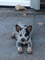Australian cattle  dog pups, Dieren en Toebehoren, Honden | Herdershonden en Veedrijvers, Overige rassen, 8 tot 15 weken, Meerdere
