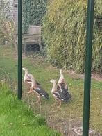 Orinocoganzen, Dieren en Toebehoren, Pluimvee, Meerdere dieren, Gans of Zwaan