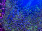 Stekken van deze mooie hamer koraal, Dieren en Toebehoren, Vissen | Aquariumvissen
