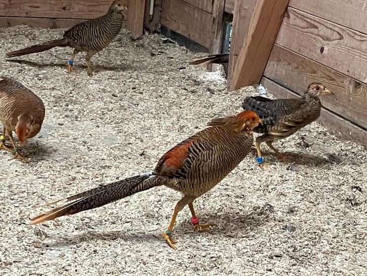Goudfazant hanen (5000 project), Dieren en Toebehoren, Pluimvee, Overige soorten, Mannelijk