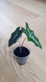 Alocasia Sanderiana nobilis, Ophalen of Verzenden, Overige soorten, Minder dan 100 cm