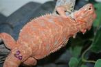 Oranje HypoTrans Leatherback Baardagaam Bearded Dragons, Dieren en Toebehoren, Reptielen en Amfibieën, Hagedis, Tam, 0 tot 2 jaar