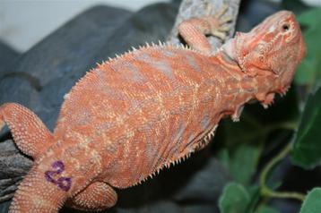 Oranje HypoTrans Leatherback Baardagaam Bearded Dragons beschikbaar voor biedingen