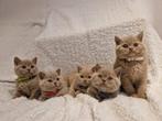 Britse korthaar kitens, Meerdere dieren, Gechipt